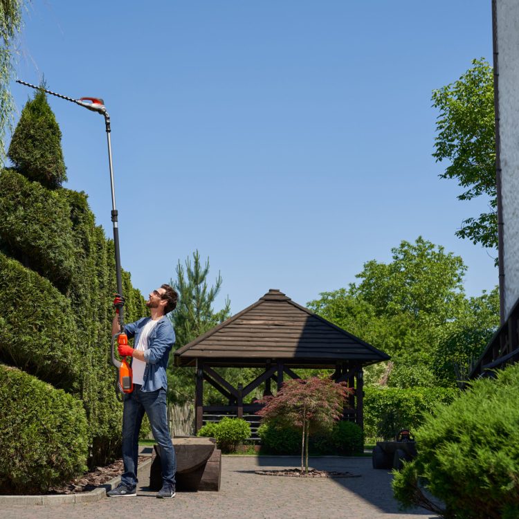 skilful male landscaper using high altitude hedge trimmer for topiary, shaping thuja in park.